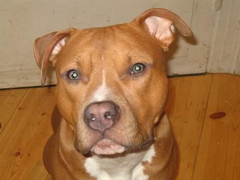 Amerikansk staffordshire terrier calle billede 1