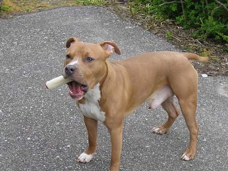 Amerikansk staffordshire terrier calle billede 2