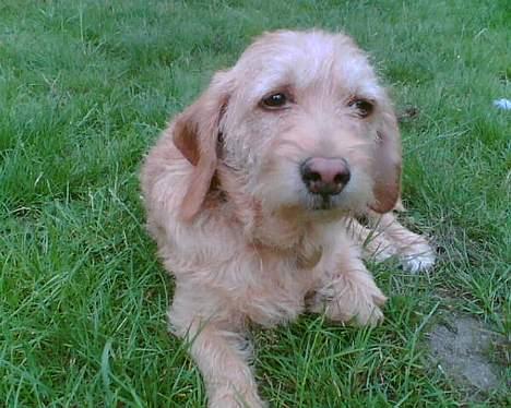 Basset fauve de bretagne Mille billede 12