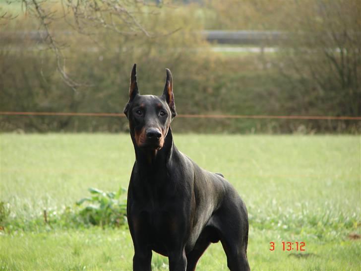 Dobermann Panter *RIP* - Smukke dreng billede 12