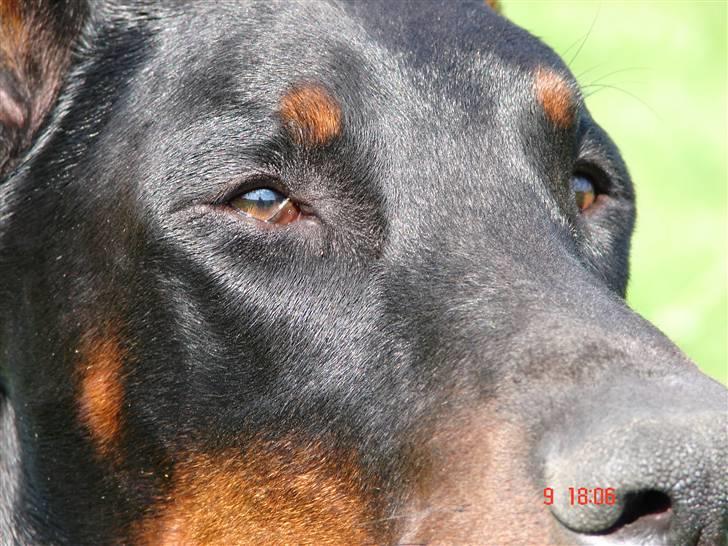 Dobermann Panter *RIP* - NYT   billede 13