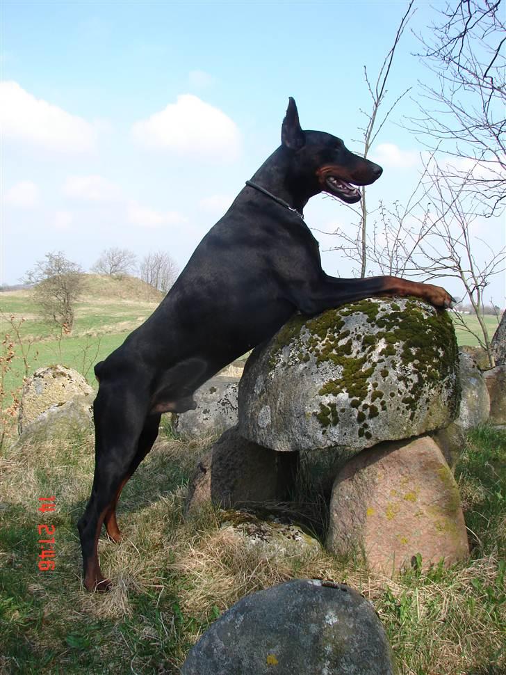 Dobermann Panter *RIP* - Panter.....  billede 14