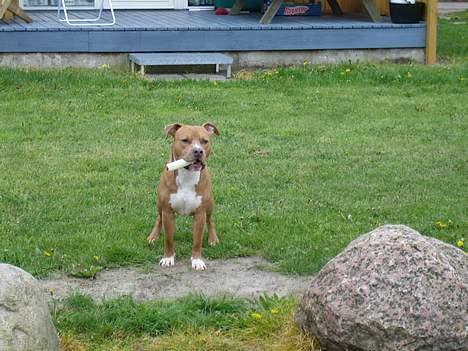 Amerikansk staffordshire terrier calle billede 6