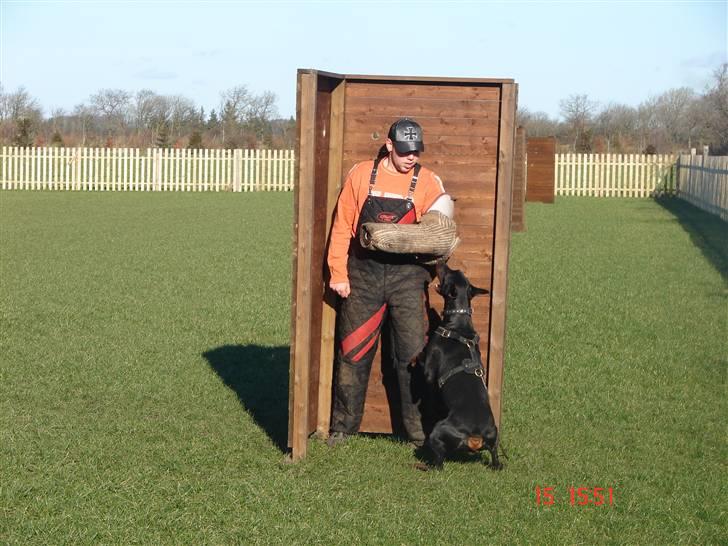 Dobermann Panter *RIP* - NYT  billede 15