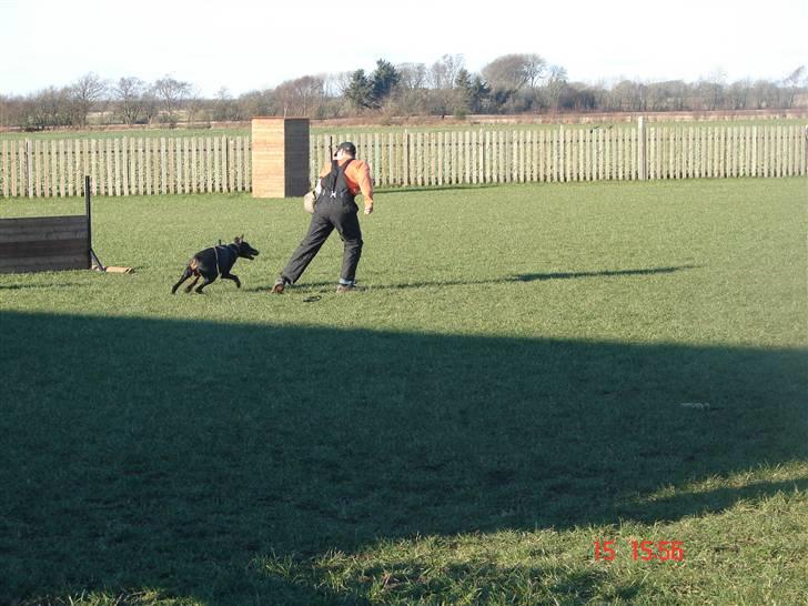 Dobermann Panter *RIP* - NYT  billede 16