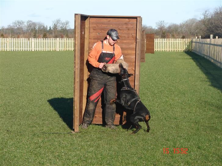 Dobermann Panter *RIP* - NYT  billede 17