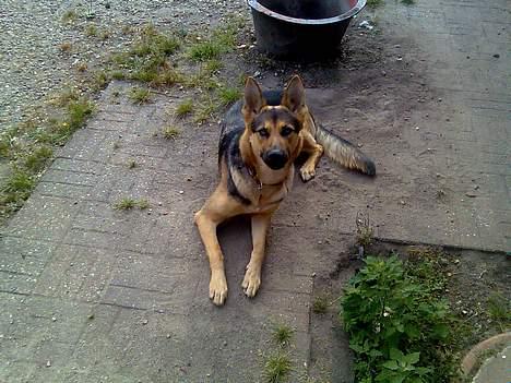 Schæferhund Nicole - Ik nu igen mor billede 16