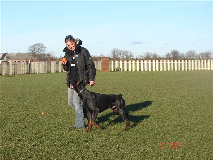 Dobermann Panter *RIP* - NYT  billede 18