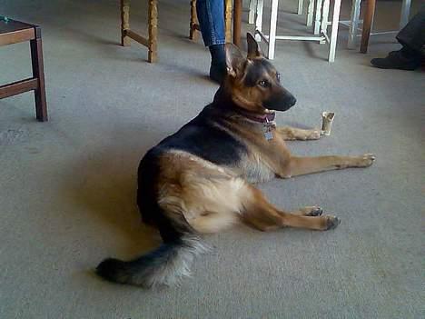 Schæferhund Nicole - Kødben må der til billede 17