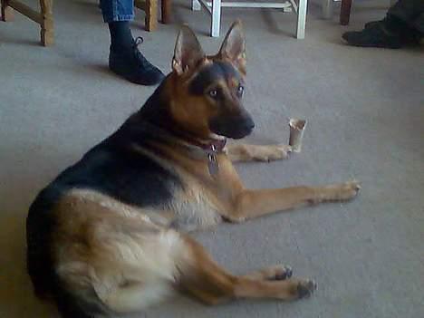 Schæferhund Nicole - Bare gæsterne nu ikke tager mit kødben billede 18