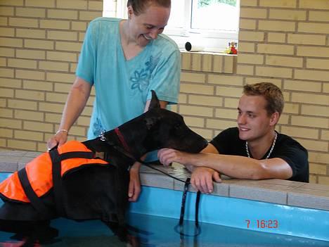 Dobermann Panter *RIP* - Panter for første gang i svømmehal billede 19