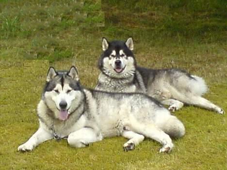 Alaskan malamute lucas - neej vi hygger os... billede 4