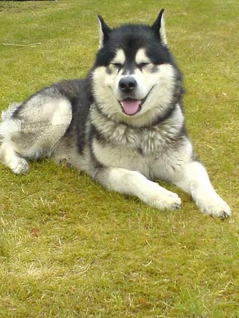 Alaskan malamute lucas - er jeg ik dejlig !!! :) billede 5