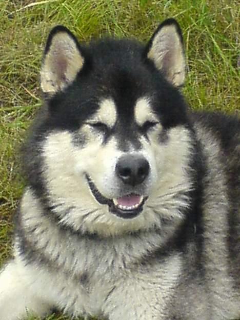 Alaskan malamute lucas billede 6
