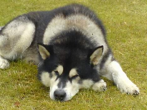 Alaskan malamute lucas - ZZzzzzz!!!! GAB!!"" billede 7
