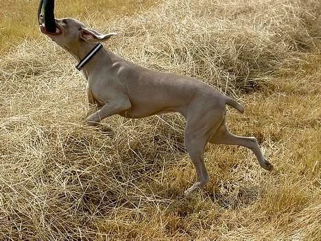 Weimaraner Ronja - HAPS! sjov på marken... billede 20