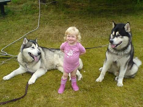 Alaskan malamute SILVER - Silver-_Frida-_Lucas billede 11