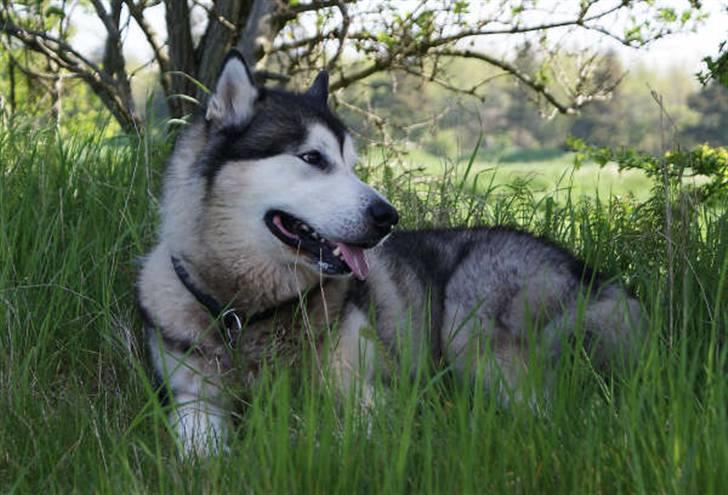 Alaskan malamute SILVER billede 12