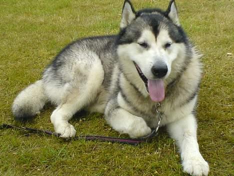 Alaskan malamute SILVER billede 13