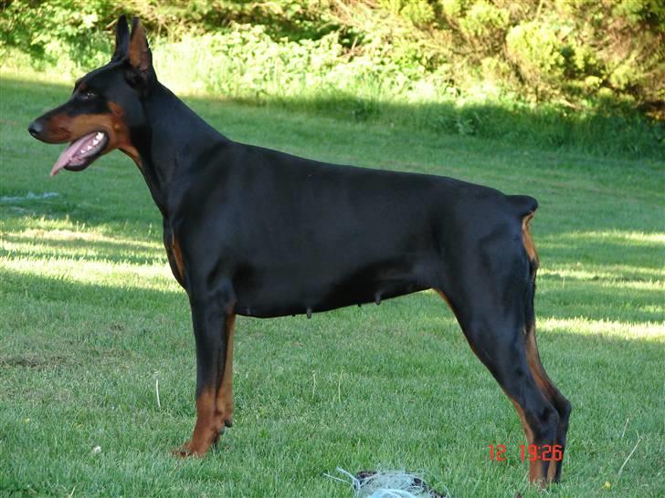 Dobermann Shiba ¤RIP¤ billede 1