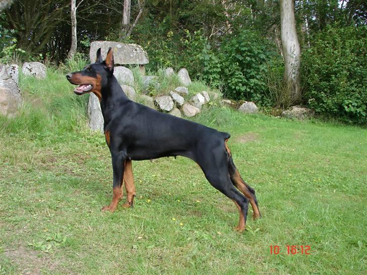 Dobermann Shiba ¤RIP¤ - NYT 100707 billede 3