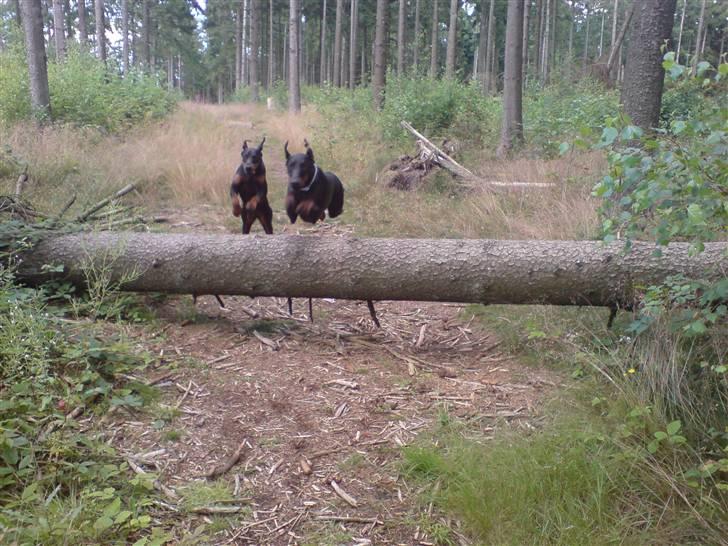 Dobermann Shiba ¤RIP¤ - Nyt Panter og Shiba hygger sig meget i hundeskoven billede 4