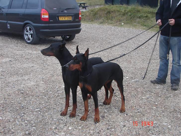 Dobermann Shiba ¤RIP¤ - NYT 160907 STorebror og jeg efter strandtur billede 5