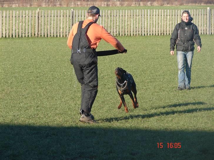 Dobermann Shiba ¤RIP¤ - NYT billede 6