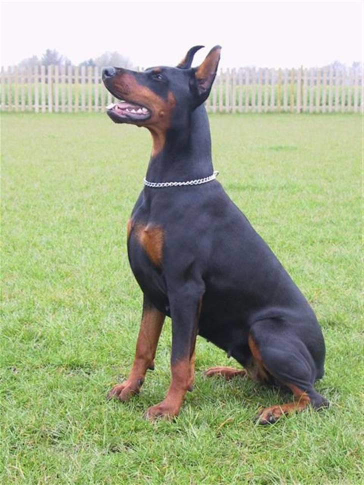 Dobermann Shiba ¤RIP¤ billede 8