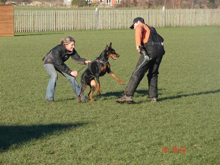 Dobermann Shiba ¤RIP¤ - NYT billede 10