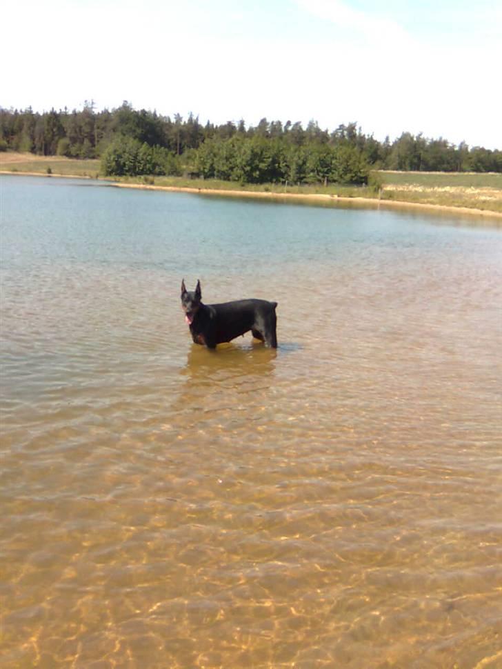 Dobermann Shiba ¤RIP¤ - Nyt 16092007 smukke Shiba på sin udkigspost billede 11