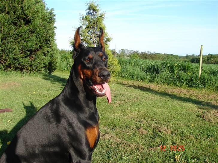 Dobermann Shiba ¤RIP¤ billede 12