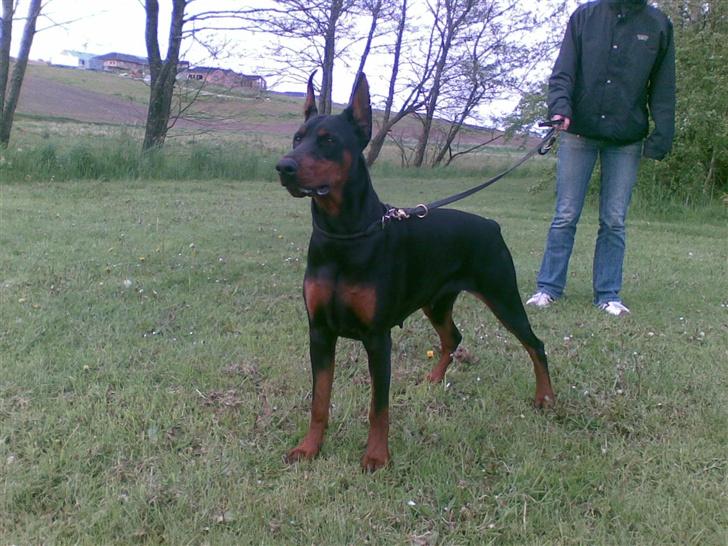 Dobermann Shiba ¤RIP¤ billede 13