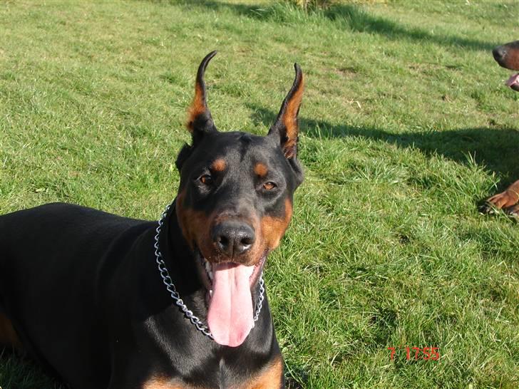 Dobermann Shiba ¤RIP¤ billede 14