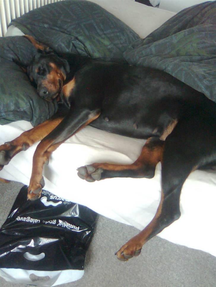 Dobermann Shiba ¤RIP¤ - Ja lidt magelig kan vel godt ligge sig uden nogen ser det :-) tyk og dejlig :-) billede 17