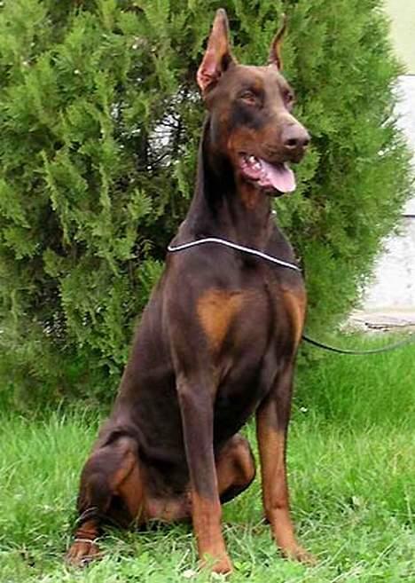 Dobermann Shiba ¤RIP¤ - Shibas far Sankt Kreal Tsenturion billede 18