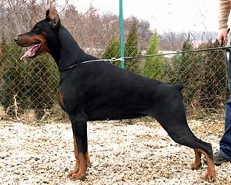 Dobermann Shiba ¤RIP¤ - Shibas mor Phantasia Di Altobello billede 19