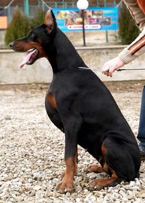 Dobermann Shiba ¤RIP¤ - Shibas mor Phantasia Di Altobello billede 20