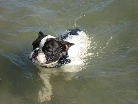 Fransk bulldog Gilbert - Turbo svømmer.. det er jeg:-) billede 13