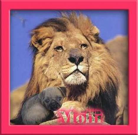 Blanding af racer Møffi - se lige "mit" sovedyr ;-) billede 11