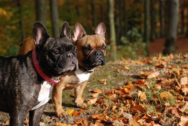 Fransk bulldog gizmo ( Død den 29/07-10) - smukke piger:-) billede 14