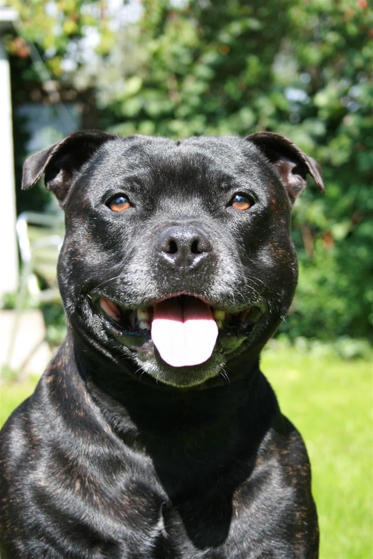 Staffordshire bull terrier "Anton" (Kronsäter) - Ha´ lige "Eye of the Tiger" sangen i hovedet mens du kigger på dette billedet - hehe billede 1