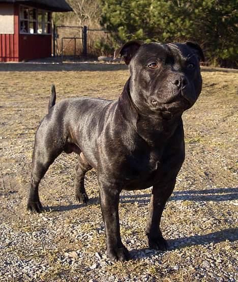 Staffordshire bull terrier "Anton" (Kronsäter) - Lige en lille lækker posering for kameraet :) billede 2