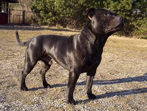 Staffordshire bull terrier "Anton" (Kronsäter) billede 3