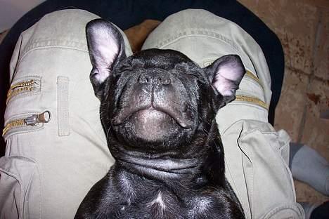 Staffordshire bull terrier "Anton" (Kronsäter) - Hund eller gremlin? billede 4