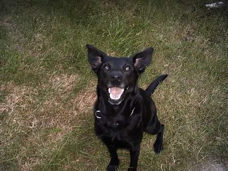 Blanding af racer Bertha - ha ha ha det siger du ikke,, billede 8