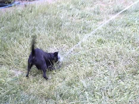 Blanding af racer Bertha - Jeg fik den dumme vandstråle billede 9