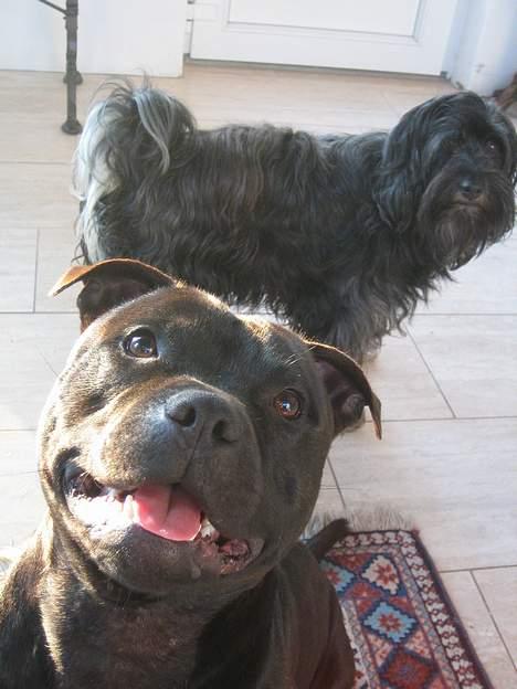 Staffordshire bull terrier "Anton" (Kronsäter) - Happy smiley dog :) Cipollini i baggrunden - en Tibetansk Terrier (bor hos mine forældre) billede 5