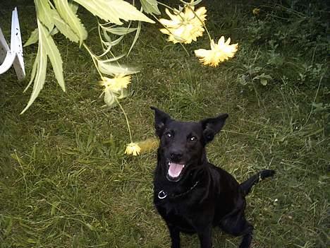 Blanding af racer Bertha - skal jeg hoppe op og tage den?? billede 11