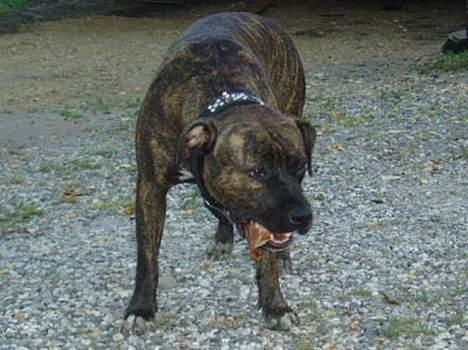 Amerikansk staffordshire terrier Diana - mmm det er godt med et griseøre - juli 2006 billede 11